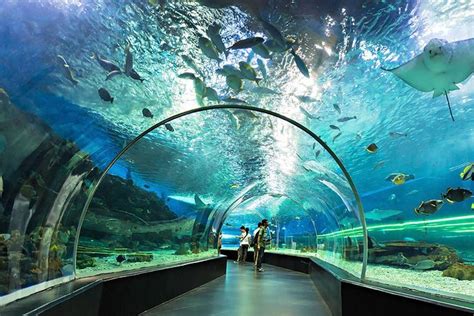 manila ocean park rates|Making Waves Without Breaking the Bank: A Guide to Manila .